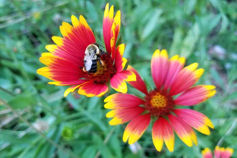 تصویر نزدیک از زنبوری که گل‌های پتویی قرمز و زرد را گرده‌افشانی می‌کند، با پس‌زمینه شاخ و برگ سبز با فوکوس ملایم.