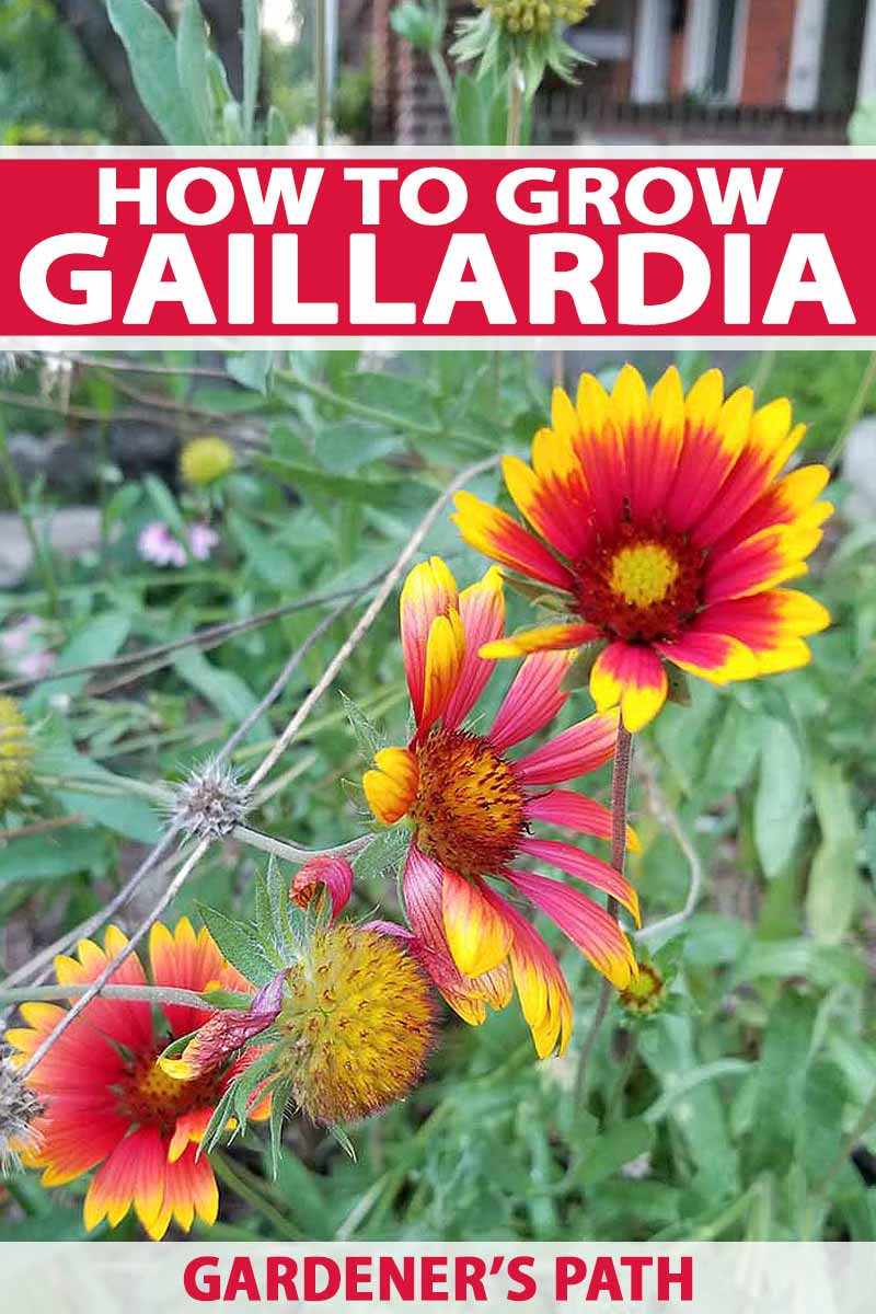 تصویر عمودی از گل های قرمز و زرد گیلاردیا، با ساقه و برگ سبز، چاپ شده با متن قرمز و سفید.
