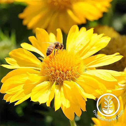 یک زنبور در حال گرده افشانی یک گل پتویی «مسا زرد» در آفتاب روشن است.