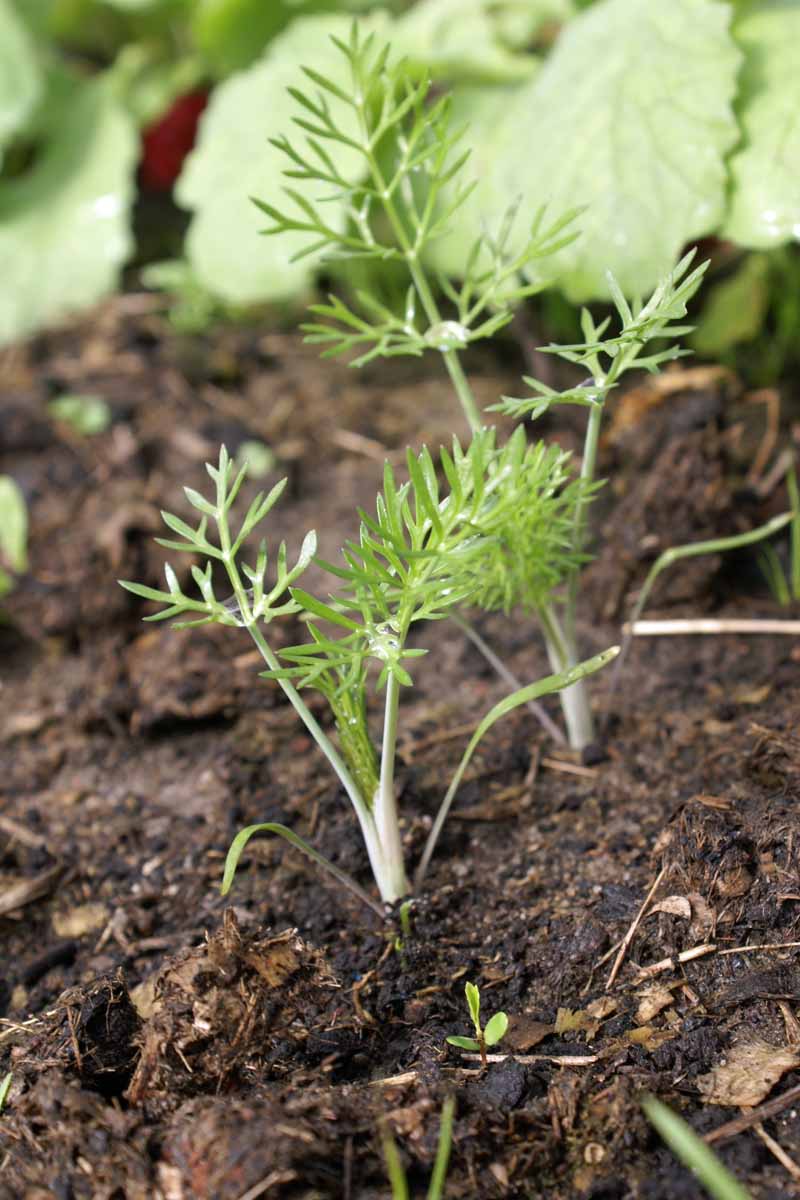 تصویر عمودی نزدیک از نهال‌های رازیانه کوچک که در خاک باغچه کاشته شده‌اند با سایر سبزی‌های برگ‌دار در فوکوس ملایم در پس‌زمینه.