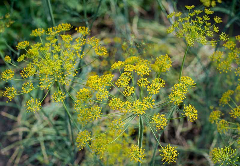 تصویر افقی نزدیک از یک گیاه رازیانه بالغ با گل‌های زرد کوچک که در یک باغ گیاهی کاشته می‌شوند.