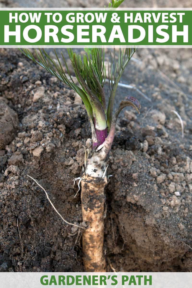 نمای جانبی ریشه ترب که در خاک باغچه رشد می کند.  نمای بریده شده