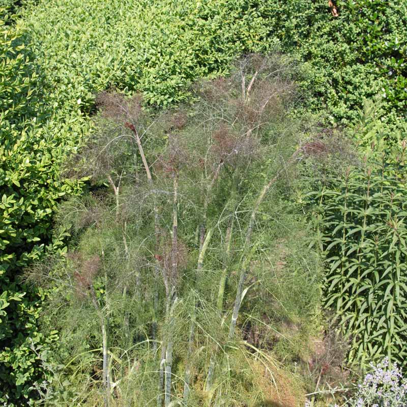 تصویری عمودی از یک گیاه رازیانه بالغ شبیه سرخس که در یک باغ گیاهی رشد می کند، با درختان و درختچه های چند ساله در پس زمینه..