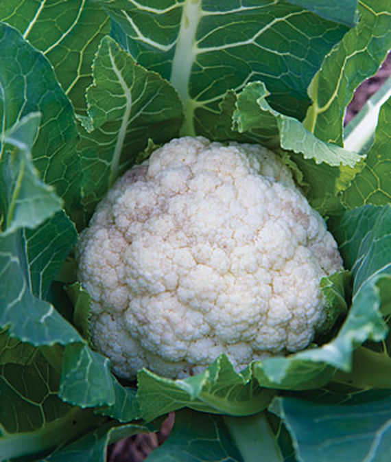 یک سر گل کلم ترکیبی سفید اولیه در حال رشد در یک باغ سبزیجات.