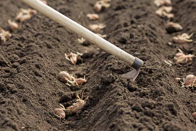 بیل زدن باغچه برای حفر سنگر در خاک غنی باغ با سیب زمینی کاشته شده در داخل استفاده می شود.