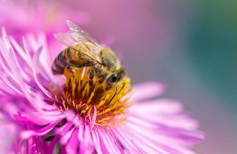 نمای نزدیک زنبوری که شهد را از گل صورتی جمع می کند.