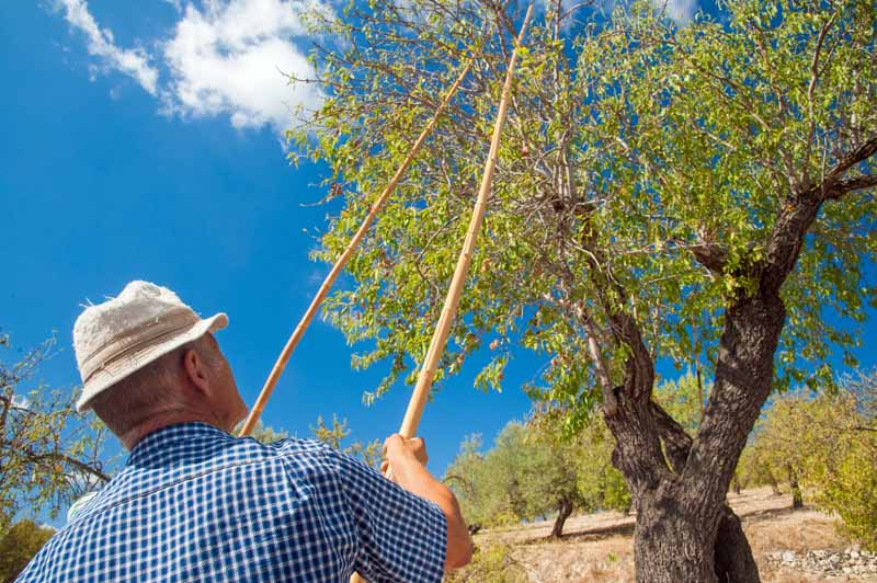 یک کشاورز از دو میله بامبو برای تکان دادن شاخه‌های درخت بادام استفاده می‌کند تا دروپه را از بین ببرد.