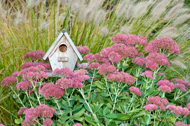 Autumn Joy Stonecrop (Sedum spectabile 'Autumn Joy') در کنار یک خانه پرنده کوچک و چوبی.