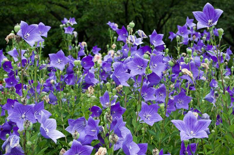 کاشت انبوه گل بادکنکی (Platycodon grandiflorus).