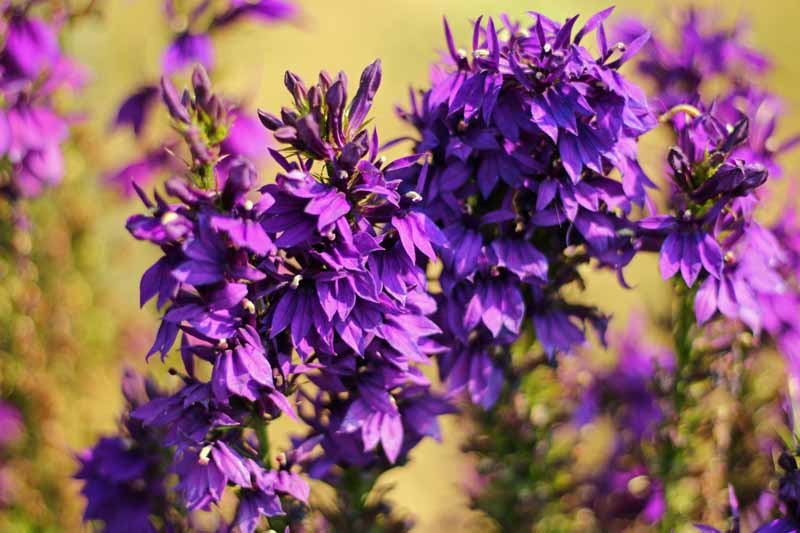 گل کاردینال آبی (Lobelia siphilitica) از نمای نزدیک.