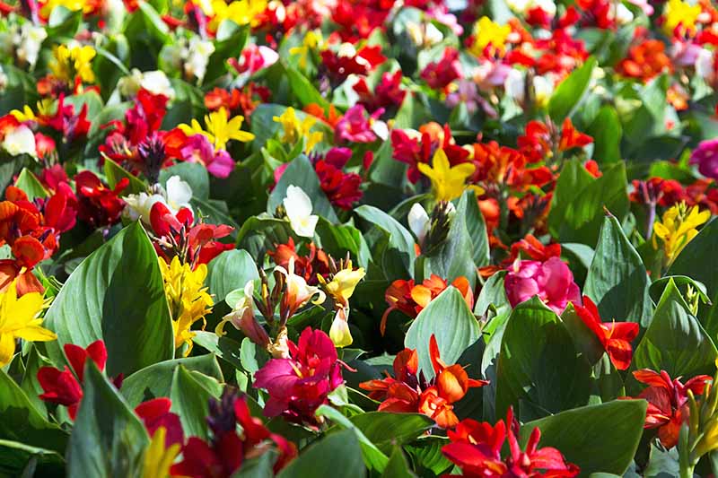 بسیاری از گلهای زنبق مارونی، قرمز، زرد، نارنجی و سفید با برگهای سبز.