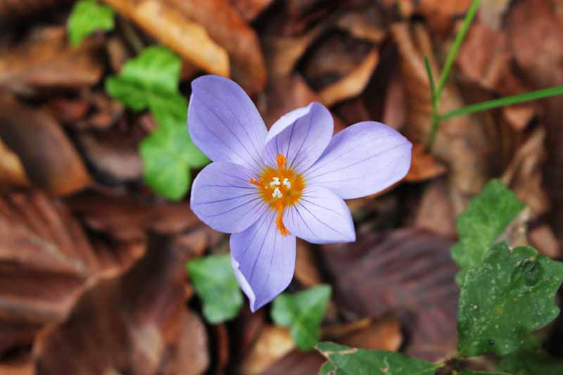 تصویر نزدیک بالای سر از گل اسطوخودوس کم رنگ Crocus pulchellus، با رگه‌های بنفش تیره‌تر و مرکز زرد، که در خاک پوشیده از قهوه‌ای و چند برگ سبز رشد می‌کند.