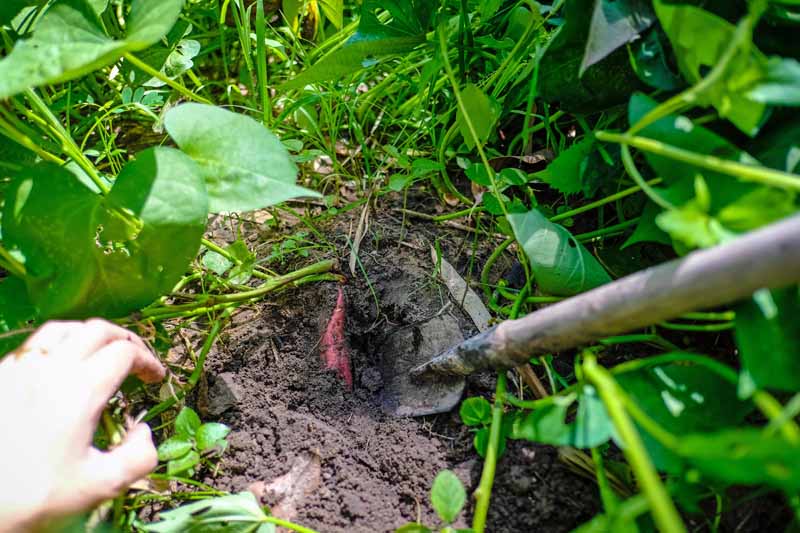 بیل کاشی برای کندن یک سیب زمینی شیرین از خاک استفاده می شود.