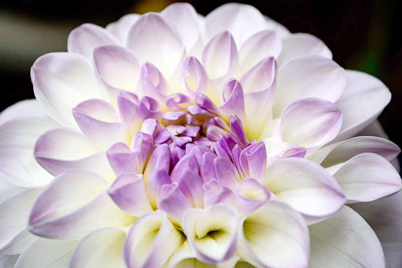 نمای نزدیک از گلبرگ‌های سفید، زرد کم‌رنگ و اسطوخودوس گل کوکب «Eveline» با پس‌زمینه سیاه.