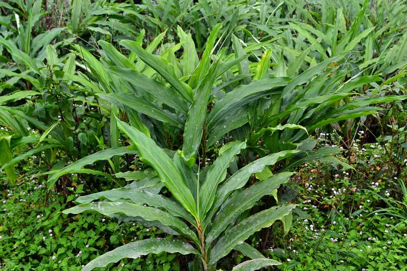 خوشه ای از گیاهان هل (Elettaria cardamomum) که در یک باغ رشد می کند.