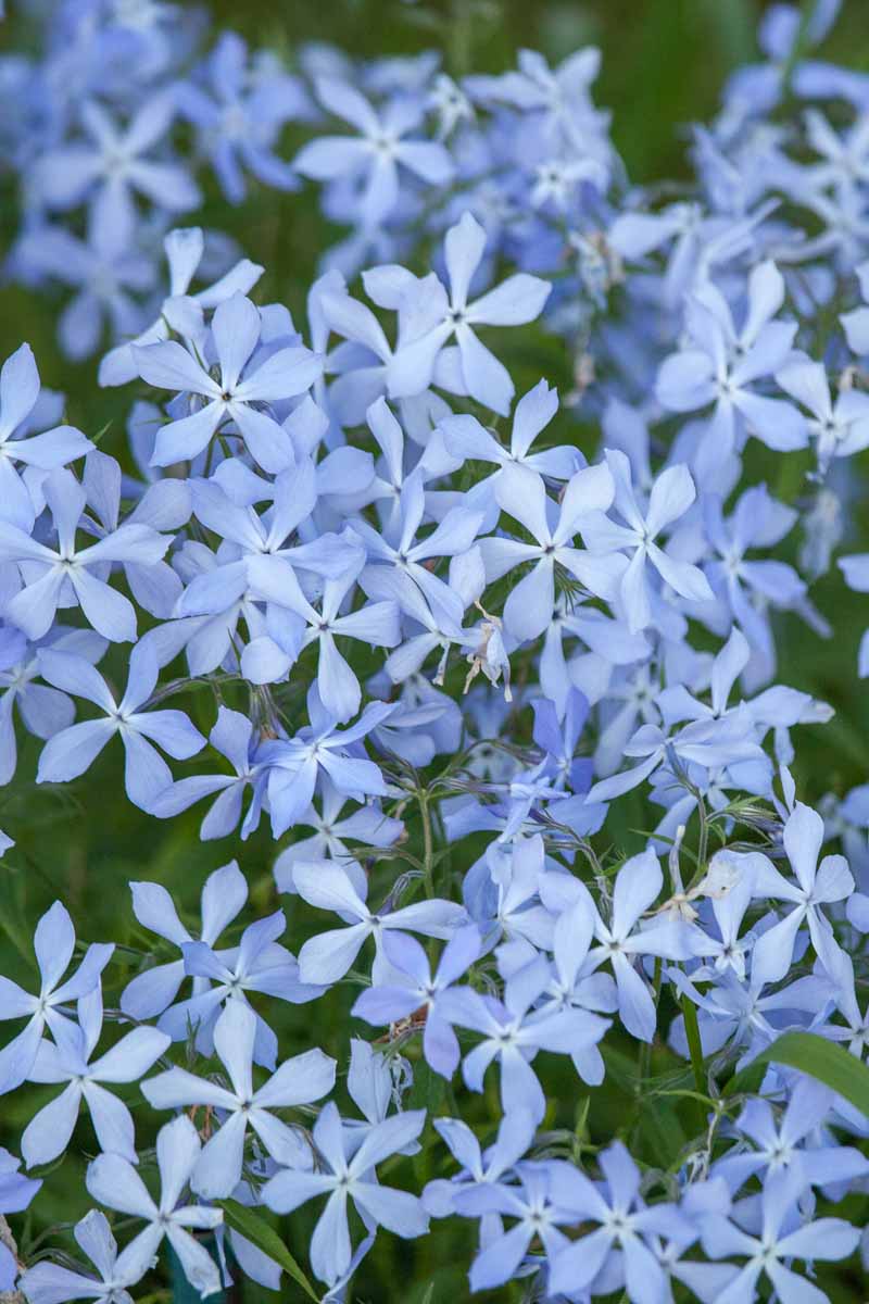 تصویر عمودی از گل های فلوکس پنج پر آبی کم رنگ.