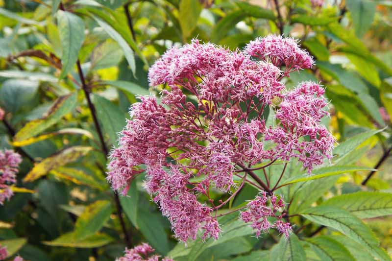 گل‌های صورتی جو پای علف هرز (Eutrochium purpureum) در یک باغ جنگلی.