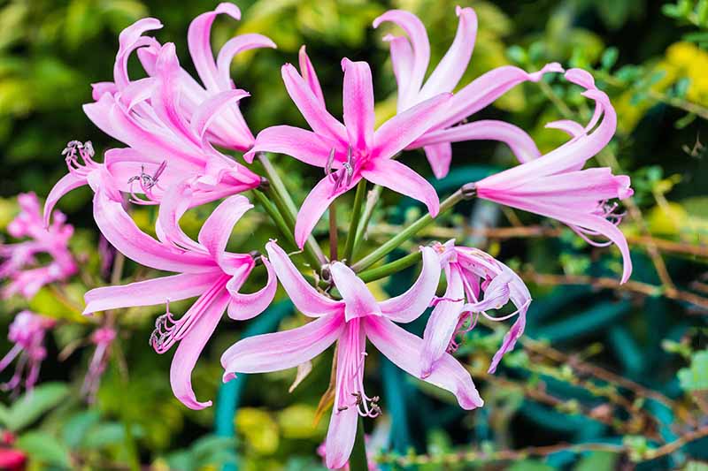 نمای نزدیک از گل‌های Nerine Bowdenii به شکل ستاره‌باران صورتی، با شاخ و برگ سبز و پشتیبانی از گیاه آبی در فوکوس ملایم در پس‌زمینه.