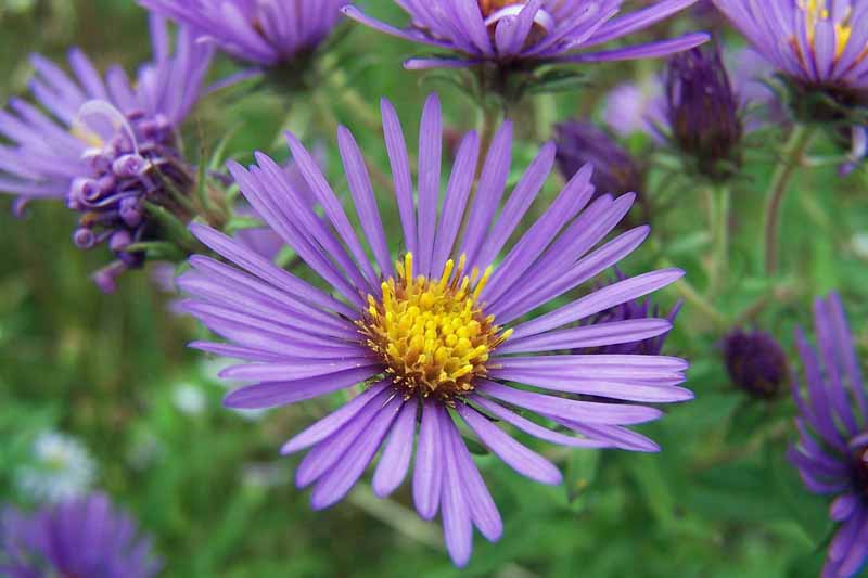 ستاره بنفش نیوانگلند (Symphyotrichum novae-angliae) در حال شکوفه.  نزدیک.