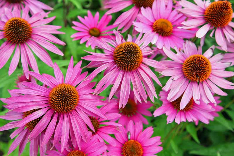 گل مخروطی بنفش (Echinacea purpurea) در حال شکوفه.  نزدیک از یک کاشت انبوه.