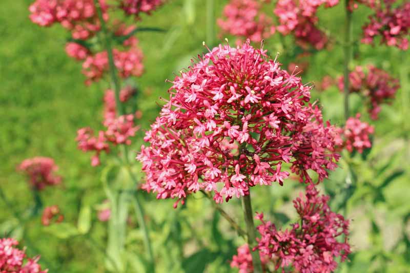 گل سنبل الطیب قرمز (Centranthus ruber) در شکوفه.