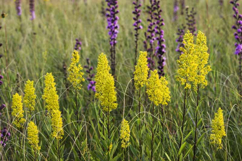 میله طلایی خودنمایی (Solidago speciosa) در حال شکوفه در مزرعه ای از علف های بومی و گل های دیگر.