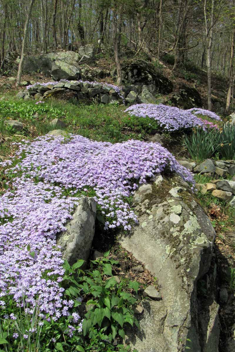 فلوکس خزنده اسطوخودوس یک پوشش زمینی شکوفه ایجاد می کند و روی صخره های باغی با شاخ و برگ سبز که تا سطح زمین رشد می کند، آبشاری می کند.