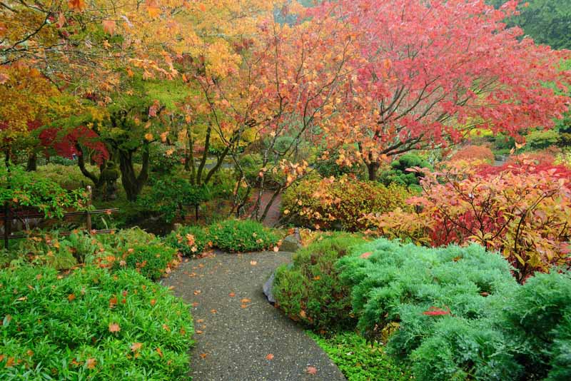 باغی ژاپنی با برگ‌هایی که به رنگ قرمز و زرد و سبز در می‌آیند.