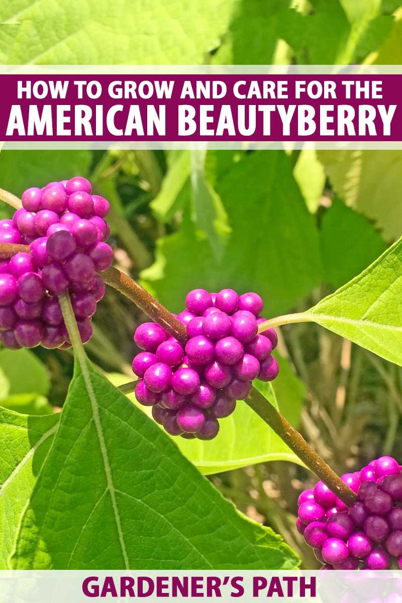 از نزدیک توت های بنفش و برگ های سبز درختچه زیبایی توت آمریکایی.