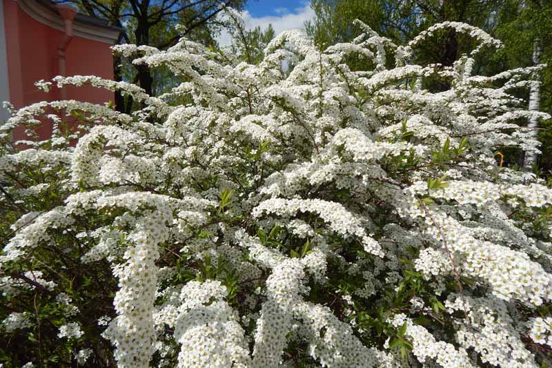 یک بوته اسپریا با گل های سفید بزرگ که در حیاط خلوت رشد می کند.