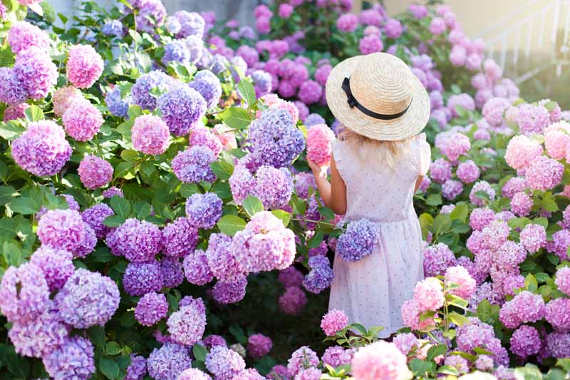دختر بچه ای در باغ گل با درختچه های ادریسی شکوفه با شکوفه های صورتی، بنفش و آبی ایستاده است.