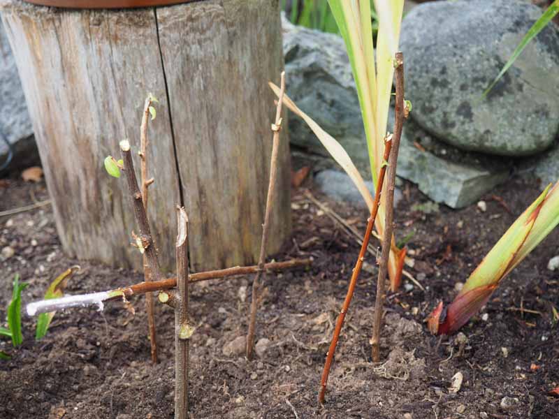 قلمه های چوب سخت spirea مستقیماً در زمین گیر می کنند تا گیاهان جدید ایجاد کنند.