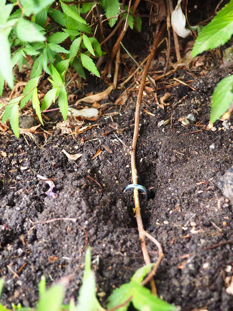 یک شاخه کوچک از یک بوته spirea خم شده و در امتداد زمین قرار می گیرد تا از طریق تکنیک لایه بندی زمین، ریشه ایجاد کند.