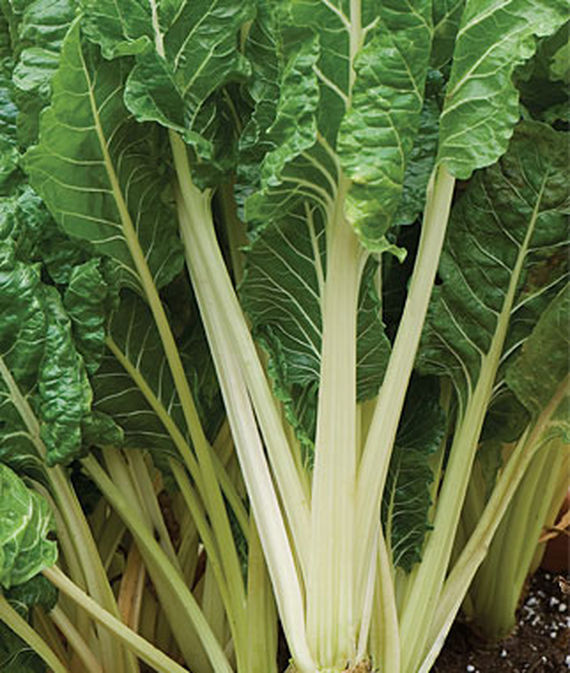 Fordhook Giant Swiss Chard، از نزدیک ساقه های برگدار.