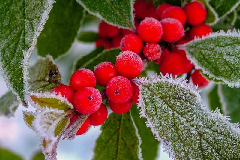 نمای نزدیک از توت های قرمز از هالی زمستانه پوشیده از یخبندان.