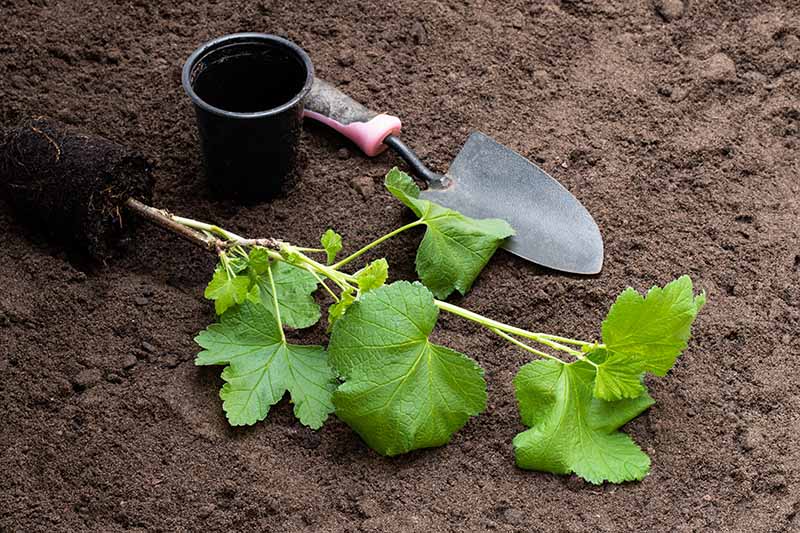 نمای نزدیک از یک نهال آماده برای کاشت، با یک توپ ریشه هنوز دست نخورده.  پشت آن یک گلدان سیاه رنگ و یک ماله باغچه کوچک، روی زمینه ای از خاک غنی قهوه ای تیره قرار دارد.