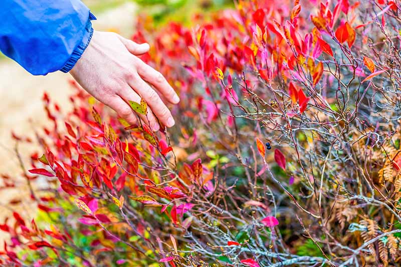 دست مردی از سمت چپ کادر دراز می‌کند تا برگ‌های قرمز و زرد روشن پاییزی یک بوته بلوبری را لمس کند، رنگ‌هایی که با ساقه‌های قهوه‌ای و سبز متضاد هستند.