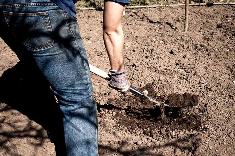 مردی که از پشت به تصویر کشیده شده، در حال کندن خاک با چنگال، پوشیدن شلوار جین آبی، تی شرت آبی و دستکش باغبانی است.  خاک در پس زمینه خشک است، در تضاد با خاک تازه کنده شده که قهوه ای خاکی غنی است.