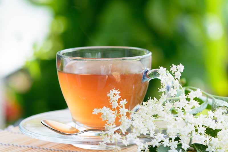 چای سنجد در یک فنجان کلاس شفاف با گل های تازه در سمت راست دم می شود.