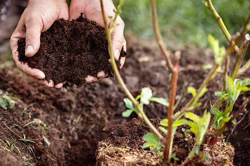 دو دست در سمت چپ قاب، کمپوست را برای قرار دادن در اطراف گیاه توت، در سمت راست قاب نگه می‌دارند.  پس زمینه خاک در فوکوس نرم است.
