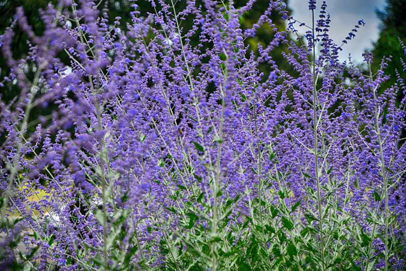 مریم گلی روسی (Perovskia atriplicifolia) که در اوایل پاییز با گل های اسطوخودوس بنفش شکوفا می شود.