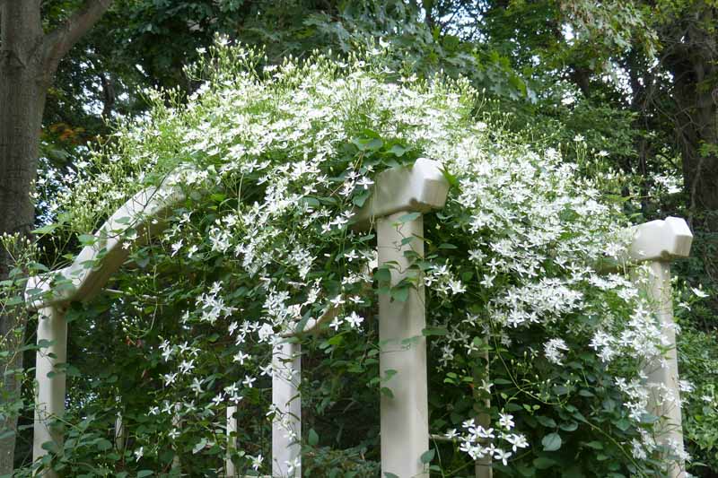 کلماتیس پاییزی شیرین (Clematis terniflora) در حال بالا رفتن از درختکاری.  در شکوفه با گل های سفید.