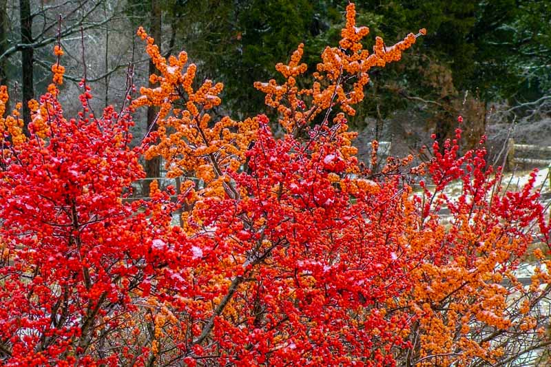 هالی زمستانه (Ilex verticillata) با توت های قرمز روشن در چشم انداز اوایل زمستان.