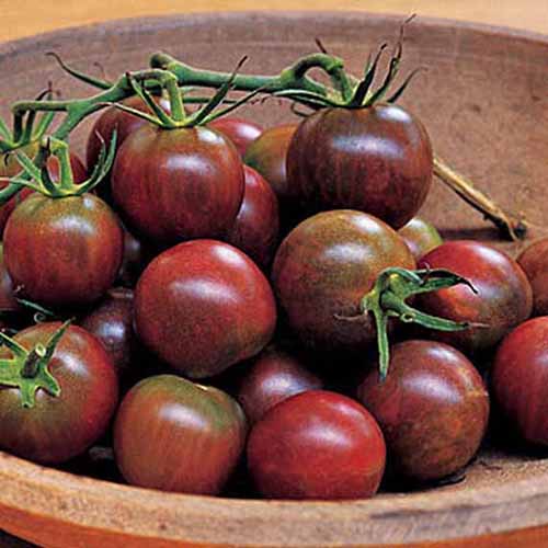 نمای نزدیک از یک کاسه چوبی حاوی میوه های قرمز تیره از رقم گوجه فرنگی "Black Pearl".  برخی از انگورها هنوز متصل هستند.