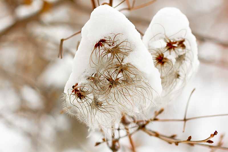 نمای نزدیک از تاک کلماتیس که شکوفه های آن پوشیده از برف است و رنگ سفید با ساقه های قهوه ای متضاد است.  پس زمینه برفی با فوکوس نرم است.