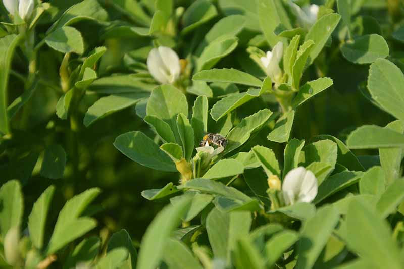 نمای نزدیک از زنبور عسل روی گیاه شنبلیله.  شاخ و برگ سبز سرسبز با گل های سفید ریز که آماده شکوفه دادن هستند، در مقابل نور شدید خورشید تضاد دارند.