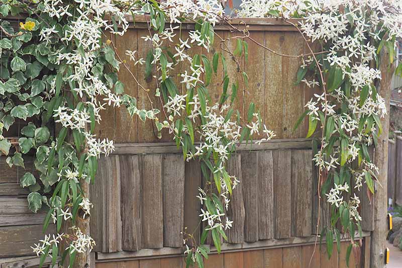 حصار پانل چوبی، با تاک clematis که روی آن آبشار شده است.  گل های سفید و برگ های سبز با رنگ قهوه ای چوب در تضاد هستند.