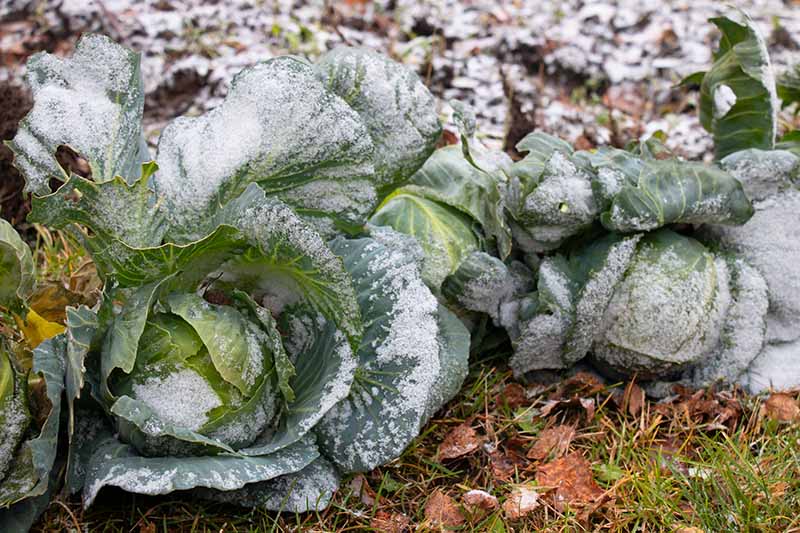 چگونه کلم زمستانی را برای برداشت اواخر فصل پرورش دهیم