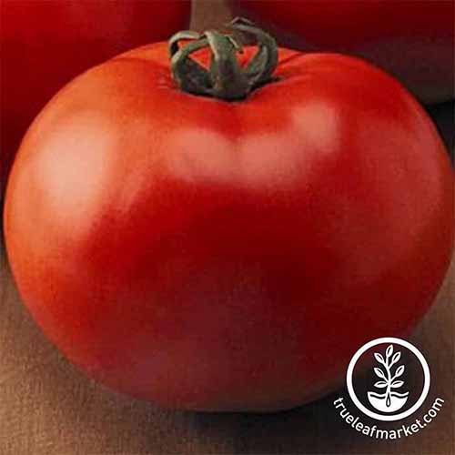 نمای نزدیک از یک گوجه‌فرنگی قرمز «جالوت»، میوه قرمزی که قاب را روی یک سطح چوبی پر می‌کند.  در سمت راست پایین قاب یک آرم دایره ای با متن سفید وجود دارد.