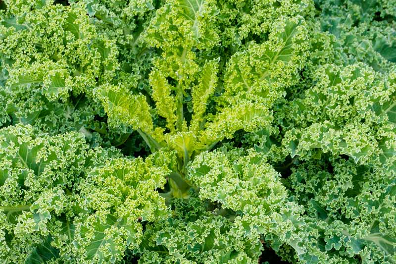 نمای نزدیک از یک گیاه Brassica Oleracea سالم که در حال رشد است، برگ‌های ظریف کوچک در مرکز و برگ‌های مجعد بزرگتر در اطراف لبه‌ها، در نور روشن.